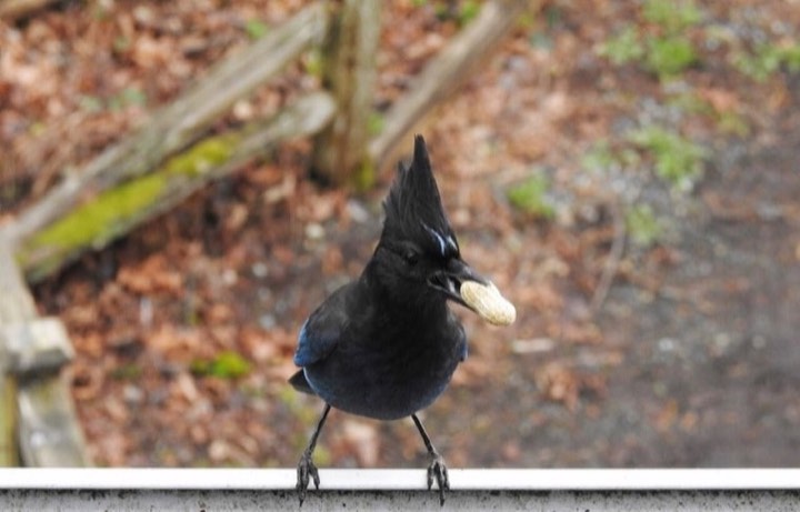 Steller's Jay (Cyanocitta stelleri)