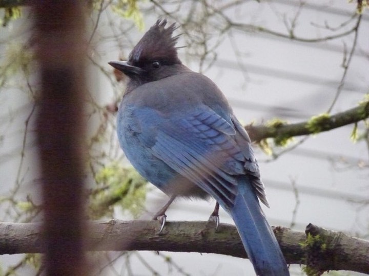 Steller's Jay (Cyanocitta stelleri)