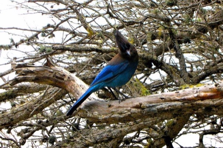 Steller's Jay (Cyanocitta stelleri)
