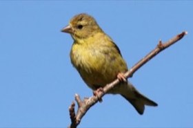 American Goldfinch (Spinus tristis) — photo 1