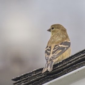 American Goldfinch (Spinus tristis) — photo 2