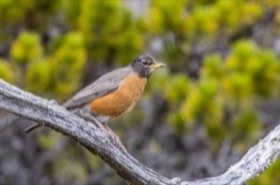 American Robin (Turdus migratorius) — photo 1