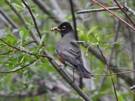 American Robin (Turdus migratorius) — photo 3