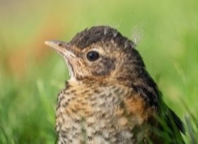 American Robin (Turdus migratorius) — photo 4
