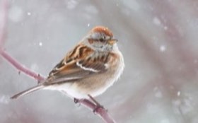 American Tree Sparrow (Spizelloides arborea) — photo 1