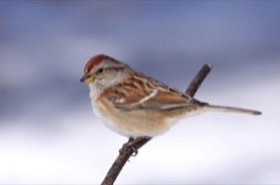 American Tree Sparrow (Spizelloides arborea) — photo 2