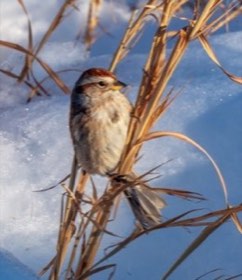 American Tree Sparrow (Spizelloides arborea) — photo 3