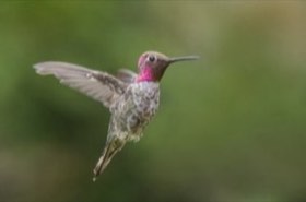 Anna's Hummingbird (Calypte anna) — photo 1