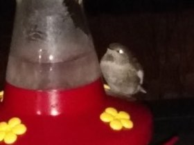 Anna's Hummingbird (Calypte anna) — photo 2