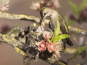 Anna's Hummingbird (Calypte anna) — photo 4