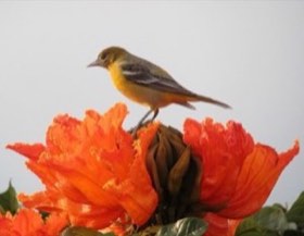 Baltimore Oriole (Icterus galbula) — photo 1