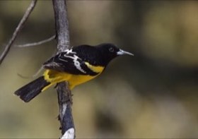 Baltimore Oriole (Icterus galbula) — photo 3