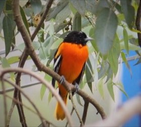 Baltimore Oriole (Icterus galbula) — photo 4