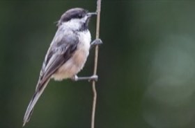 Black-capped Chickadee (Poecile atricapillus) — photo 1