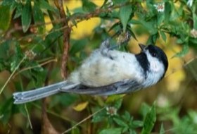 Black-capped Chickadee (Poecile atricapillus) — photo 2