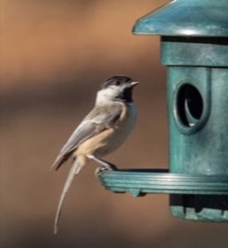 Black-capped Chickadee (Poecile atricapillus) — photo 3