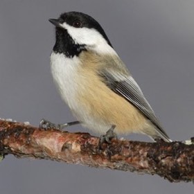 Black-capped Chickadee (Poecile atricapillus) — photo 4