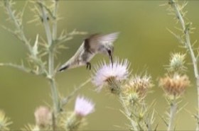 Black-chinned Hummingbird (Archilochus alexandri) — photo 2