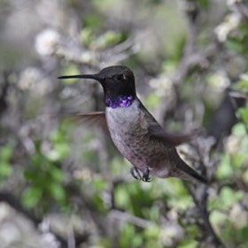 Black-chinned Hummingbird (Archilochus alexandri) — photo 3