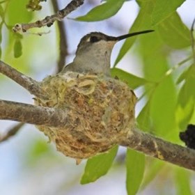 Black-chinned Hummingbird (Archilochus alexandri) — photo 4