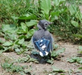 Blue Jay (Cyanocitta cristata) — photo 1