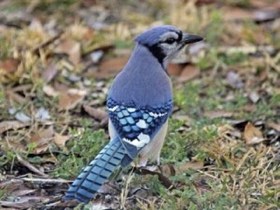 Blue Jay (Cyanocitta cristata) — photo 2