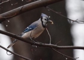 Blue Jay (Cyanocitta cristata) — photo 3