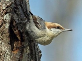 Brown-headed Nuthatch (Sitta pusilla) — photo 1