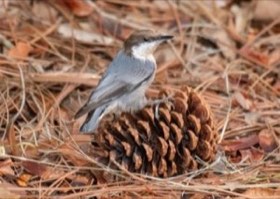 Brown-headed Nuthatch (Sitta pusilla) — photo 2