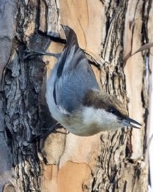 Brown-headed Nuthatch (Sitta pusilla) — photo 3