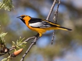 Bullock's Oriole (Icterus bullockii) — photo 1