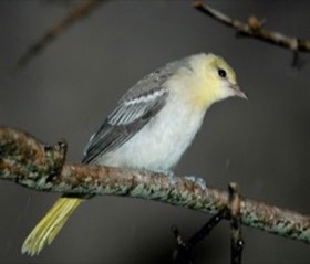 Bullock's Oriole (Icterus bullockii) — photo 2