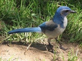 California Scrub-Jay (Aphelocoma californica) — photo 1