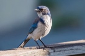 California Scrub-Jay (Aphelocoma californica) — photo 2