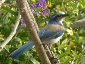California Scrub-Jay (Aphelocoma californica) — photo 3