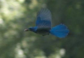 California Scrub-Jay (Aphelocoma californica) — photo 4