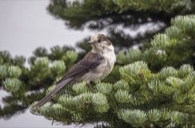 Canada Jay (Perisoreus canadensis) — photo 1