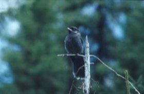 Canada Jay (Perisoreus canadensis) — photo 3