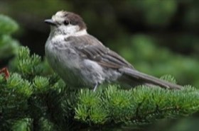 Canada Jay (Perisoreus canadensis) — photo 4