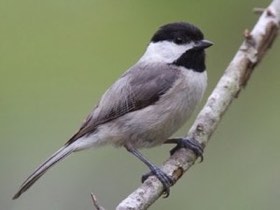 Carolina Chickadee (Poecile carolinensis) — photo 1