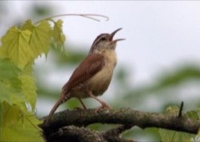 Carolina Wren (Thryothorus ludovicianus) — photo 1
