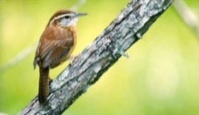 Carolina Wren (Thryothorus ludovicianus) — photo 2