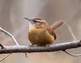 Carolina Wren (Thryothorus ludovicianus) — photo 4