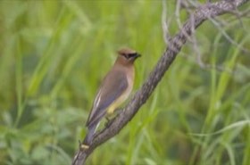 Cedar Waxwing (Bombycilla cedrorum) — photo 1