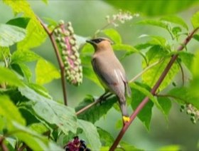 Cedar Waxwing (Bombycilla cedrorum) — photo 2