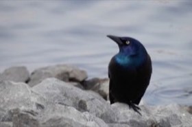 Common Grackle (Quiscalus quiscula) — photo 1