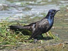 Common Grackle (Quiscalus quiscula) — photo 2