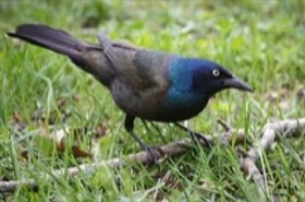 Common Grackle (Quiscalus quiscula) — photo 3