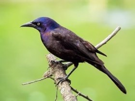 Common Grackle (Quiscalus quiscula) — photo 4