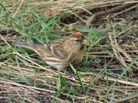 Common Redpoll (Acanthis flammea) — photo 1